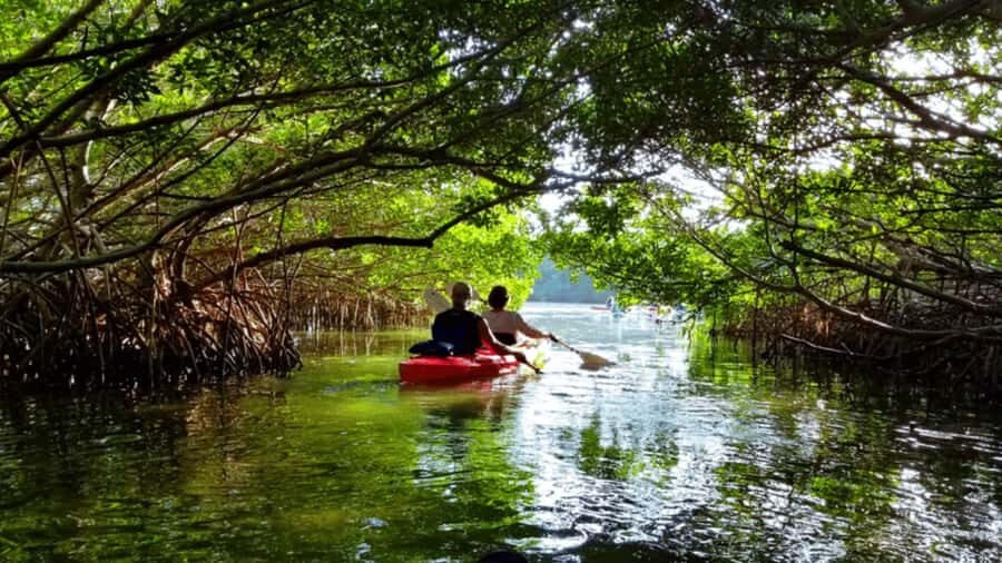 Mangrove Jungle exploration on SUP/Kayak - The Reality Check: What the Reviews Say