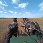 Manitoba: Horse-Drawn Wagon Ride in Spruce Woods Park - Exploring the Wagon Ride Experience in Detail