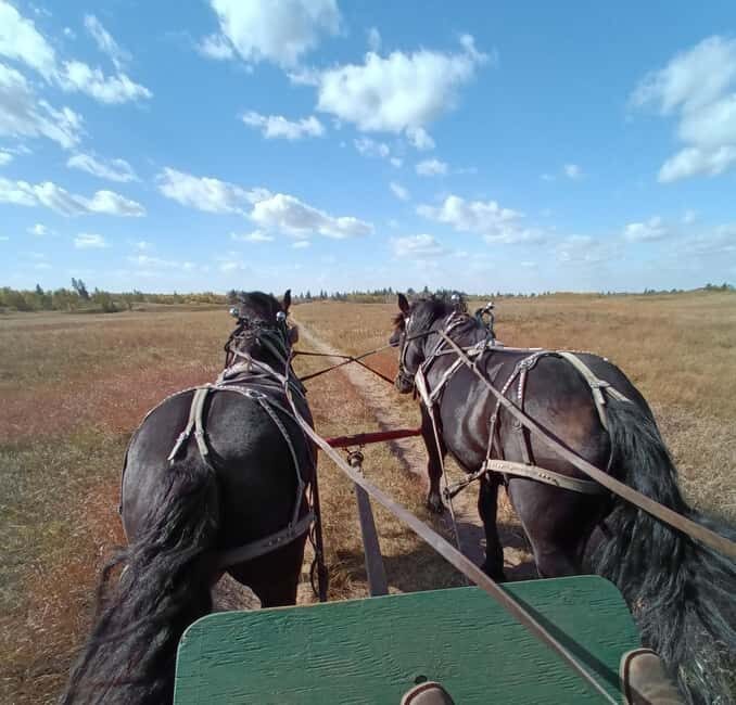 Manitoba: Horse-Drawn Wagon Ride in Spruce Woods Park - Exploring the Wagon Ride Experience in Detail