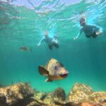 Manly Beach Guided Snorkeling Tours - The Itinerary Breakdown