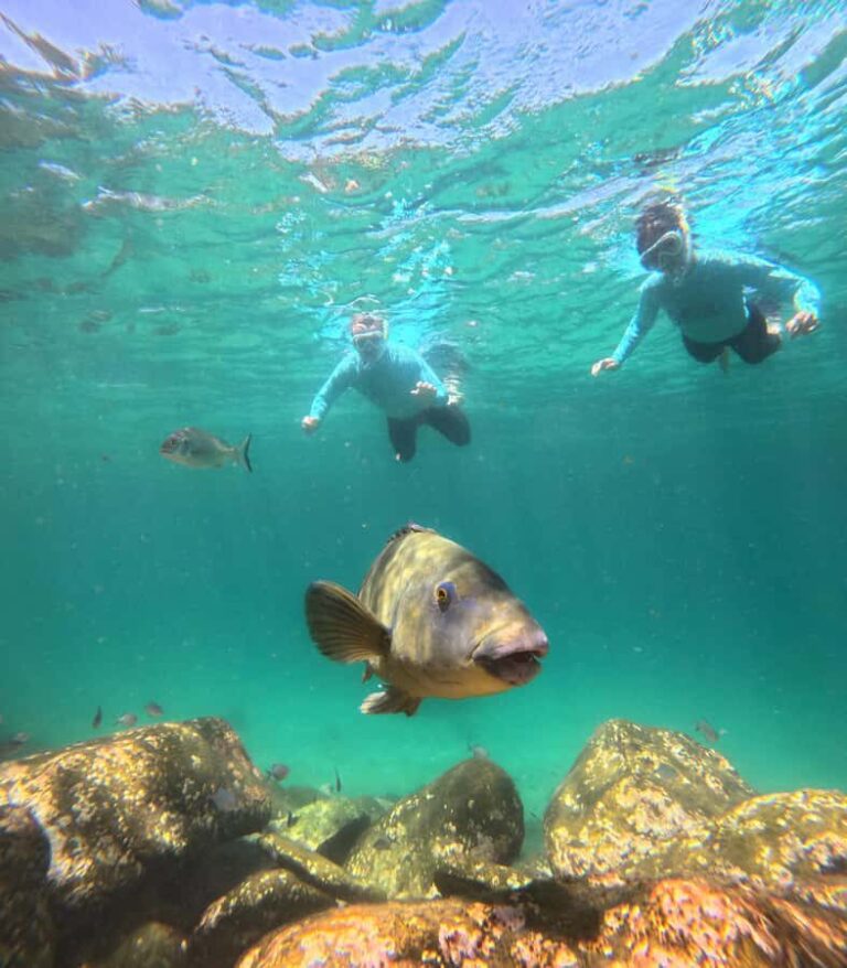 Manly Beach Guided Snorkeling Tours - The Itinerary Breakdown