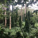 Manoa Falls eBike to Hike - Whats Included and Whats Not