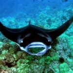 Manta Ray Snorkel in Kailua-Kona with Hot Cocoa - Final Thoughts
