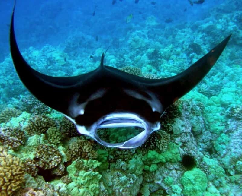 Manta Ray Snorkel in Kailua-Kona with Hot Cocoa - Final Thoughts