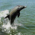 Marco Island: 2-Hour Dolphin, Birding, and Shelling Tour - The Price and Value