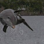 Marco Island 2 hour Dolphin, Birding and Shelling tour - The Sum Up: Who Is This Tour Perfect For?