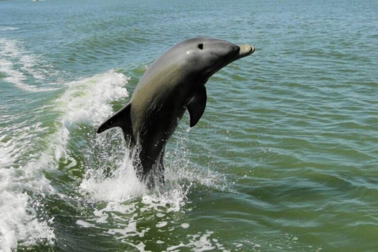 Marco Island: 2-Hour Dolphin, Birding, and Shelling Tour - The Price and Value
