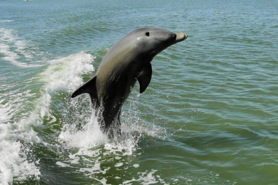 Marco Island: 2-Hour Dolphin, Birding, and Shelling Tour - The Price and Value