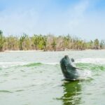 Marco Island: Dolphin-Watching Boat Tour - Is It Worth the Price?