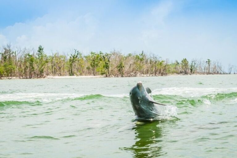 Marco Island: Dolphin-Watching Boat Tour - Is It Worth the Price?