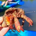 Marco Island: Kayak Mangrove Ecotour in Rookery Bay Reserve - The Value of the Experience