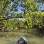 Marco Island: Mangrove Maze Kayak Tour (2hrs) - The Bottom Line: Is It Worth It?