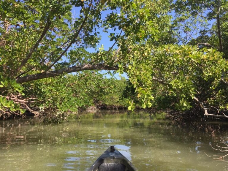 Marco Island: Mangrove Maze Kayak Tour (2hrs) - The Bottom Line: Is It Worth It?