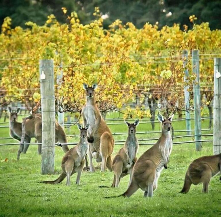 Margaret River: Full-Day Wine Tour - The Value of the Experience