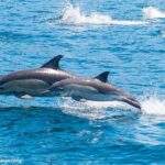 Maria Island Cruise and Guided Walk Day Tour with Lunch and Drinks - What to Expect from the Itinerary