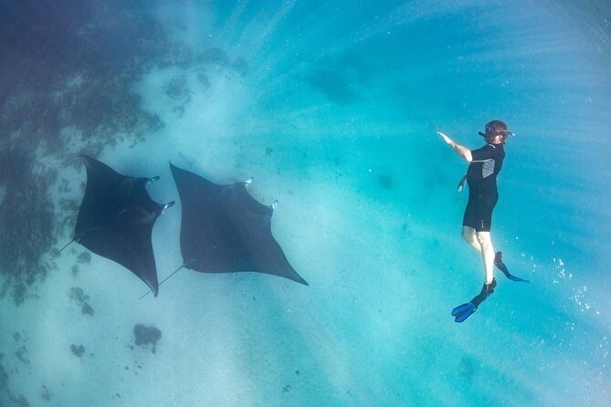 Marine Eco Safari - Swim with Manta Rays - The Sum Up