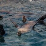 Marine Safari in La Ventana - Pricing and Value