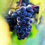 Marlborough Sheep Station Tour with Wine Tasting and Lunch - The Practicalities