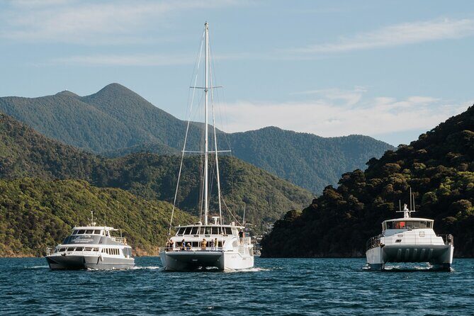 Marlborough Sounds Greenshell Mussel Tasting Cruise - Who Will Love This Cruise?
