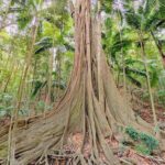 Mary Valley Tour with Mary Valley Rattler, Lunch and Kenilworth - Transportation and Group Size