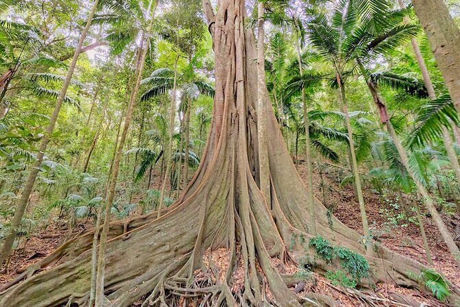 Mary Valley Tour with Mary Valley Rattler, Lunch and Kenilworth - Transportation and Group Size