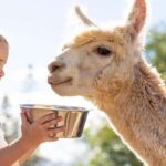 Maui: Alpaca Farm Visit with Hands-On Activities - Practical Details and Value