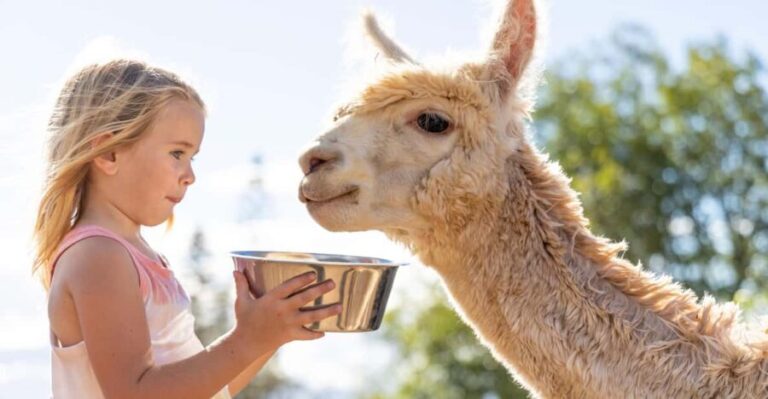 Maui: Alpaca Farm Visit with Hands-On Activities - Practical Details and Value