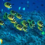 Maui Beach Shoreline Snorkel - What to Expect from the Maui Beach Shoreline Snorkel