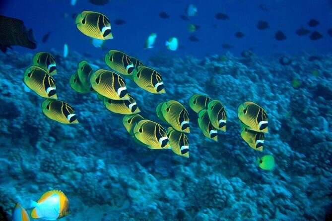 Maui Beach Shoreline Snorkel - What to Expect from the Maui Beach Shoreline Snorkel