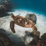 Maui: Deluxe Molokini Snorkel with Breakfast & Lunch - The Practicalities: What You Need to Know