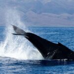 Maui: Deluxe Whale Watch Sail & Lunch from Ma`alaea Harbor - The Practical Side