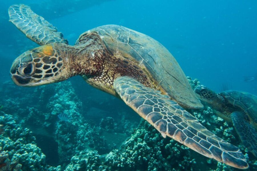 Maui: Eco-Friendly Conservation Scuba Dive Certified Divers - Frequently Asked Questions