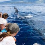 Maui: Eco-Friendly Whale Watching Tour from Ma'alaea Harbor - What Travelers Say