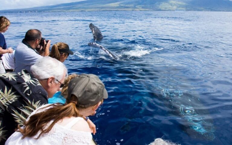 Maui: Eco-Friendly Whale Watching Tour from Ma'alaea Harbor - What Travelers Say