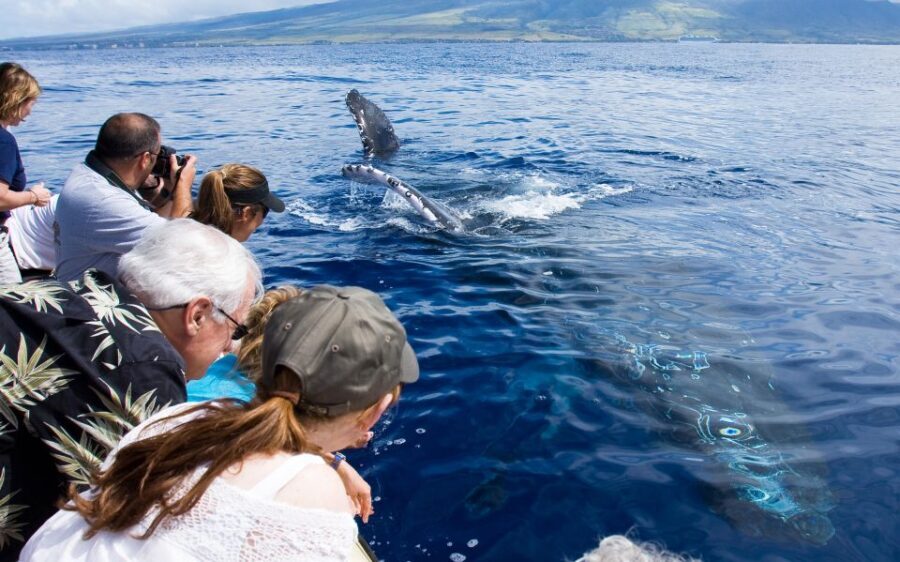 Maui: Eco-Friendly Whale Watching Tour from Ma'alaea Harbor - What Travelers Say