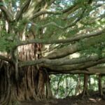 Maui: Full Day Hiking Tour with Lunch - What Makes This Tour Worth It?