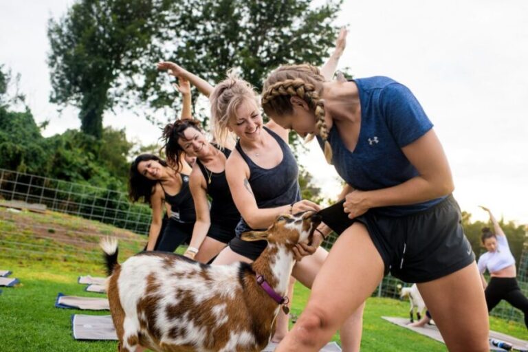 Maui Goat Yoga with Miniature Goats - The Experience Itself: A Step-by-Step Breakdown