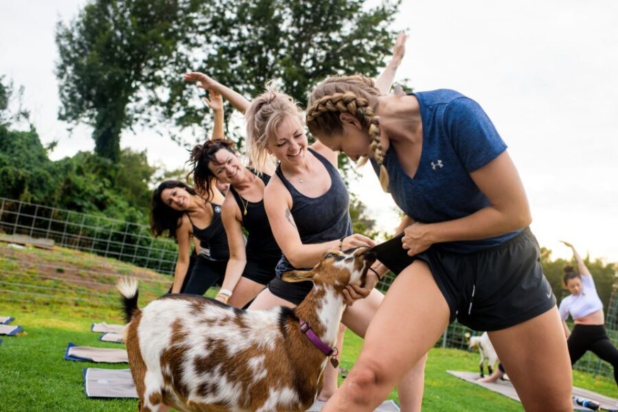 Maui Goat Yoga with Miniature Goats - The Experience Itself: A Step-by-Step Breakdown
