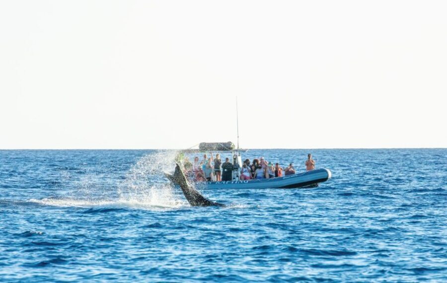 Maui: Guided Whale Watching Tour on Eco Raft - FAQs