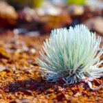 Maui: Haleakala Sunset and Stargazing Tour with Dinner - Breaking Down the Itinerary