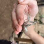 Maui: Interactive Butterfly Farm Entrance Ticket - The Value of Supporting Conservation