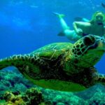 Maui: Kaanapali Beach 5-hr Snorkel w/ BBQ Lunch & Open Bar - A Deep Dive into the Experience