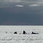 Maui: Lahaina Surfing Lesson with Local Instructor - The Experience: What Sets It Apart