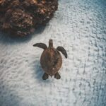 Maui: Luxury Catamaran Turtles & Tacos Snorkel - The Snorkeling & Wildlife Experience