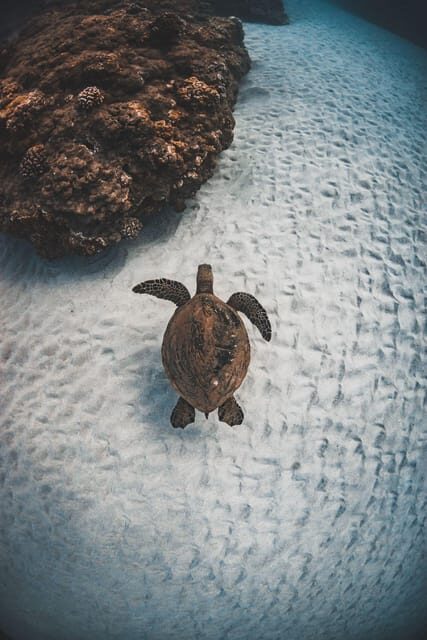 Maui: Luxury Catamaran Turtles & Tacos Snorkel - The Snorkeling & Wildlife Experience