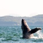 Maui: Luxury Catamaran Whale Watch & Sail - What to Expect From the Tour