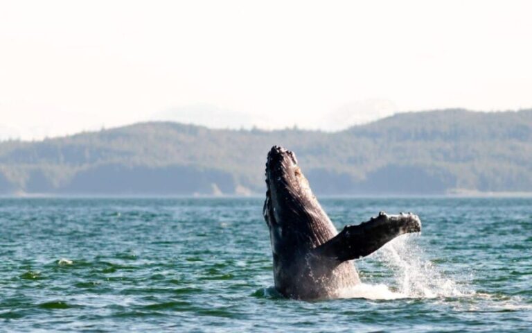 Maui: Luxury Catamaran Whale Watch & Sail - What to Expect From the Tour