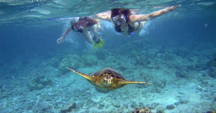 Maui: Molokini Crater and Turtle Town Snorkeling Tour - 3 hr - Who Will Love This Tour?