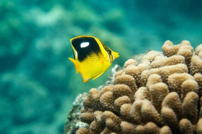 Maui: Molokini Express Snorkeling Tour - 2 hours - Who Should Consider This Tour?