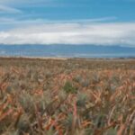 Maui Pineapple Planting Experience - Who Will Love This Tour?